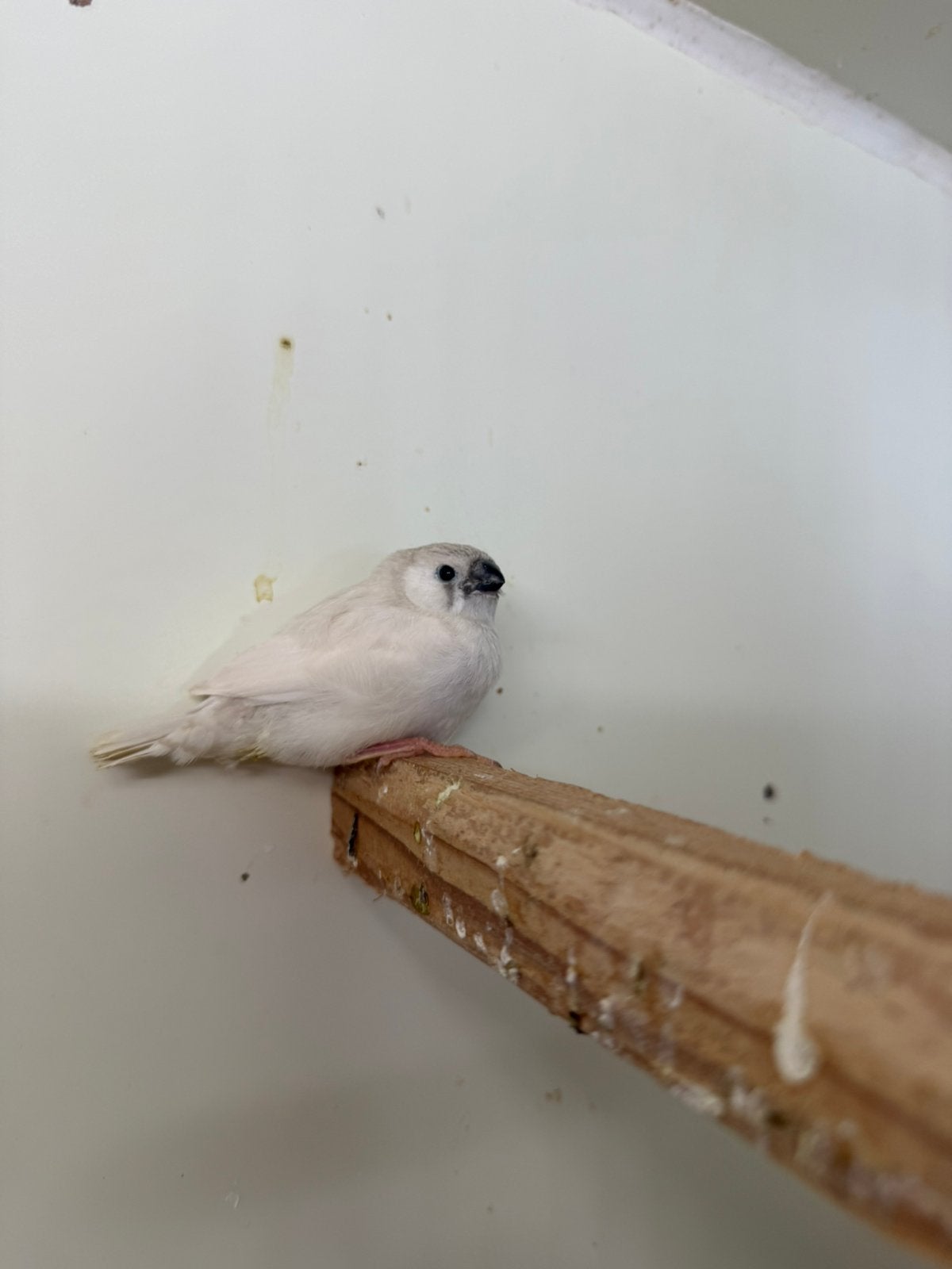 Zeebra vinken, Dieren en Toebehoren, Vogels | Overige Vogels, Meerdere dieren