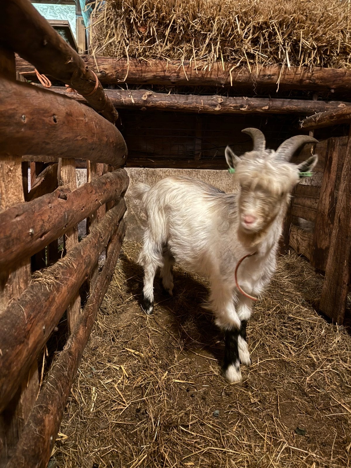 Gekeurde Landgeitbokken te koop, Dieren en Toebehoren, Mannelijk, Geit