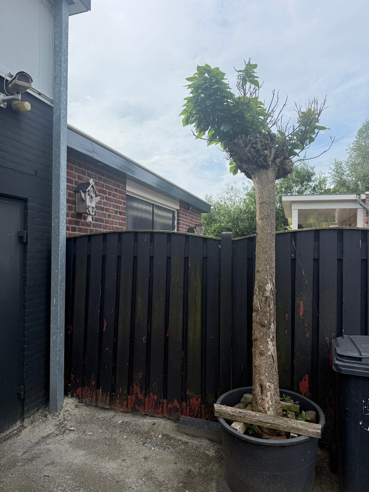 Grote Bolcatalpa in pot - Ideaal voor tuin of terras, Tuin en Terras, Bloeit niet, 250 tot 400 cm, Ophalen, Volle zon