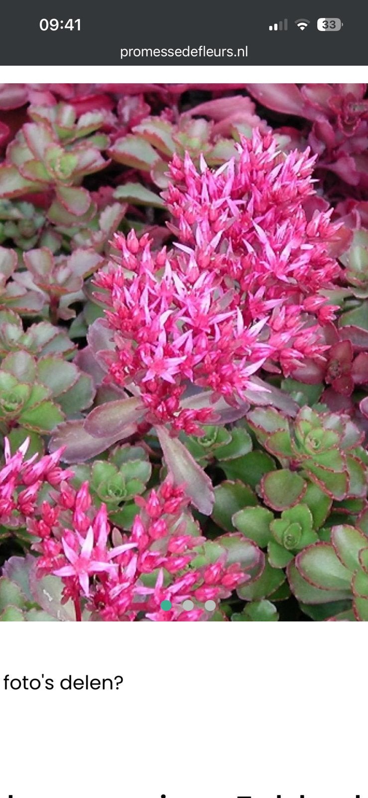 Sedum spurium Fuldaglut, roze muurpeper, vetkruid, Ophalen, Overige soorten, Volle zon