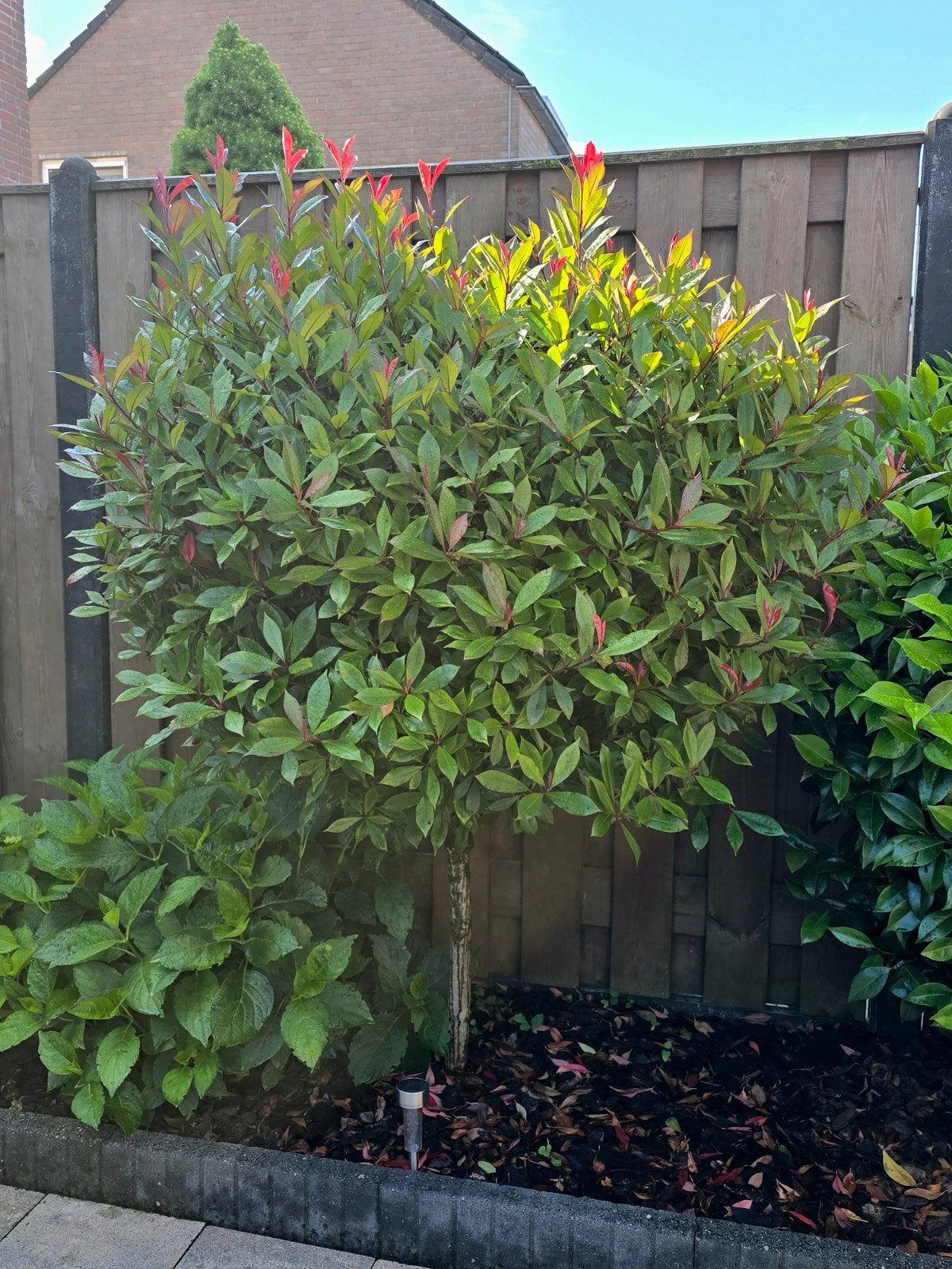 Glansmispel, specifiek de Photinia fraseri 'Red Robin',, Bolboom, Halfschaduw, Ophalen of Verzenden, Lente