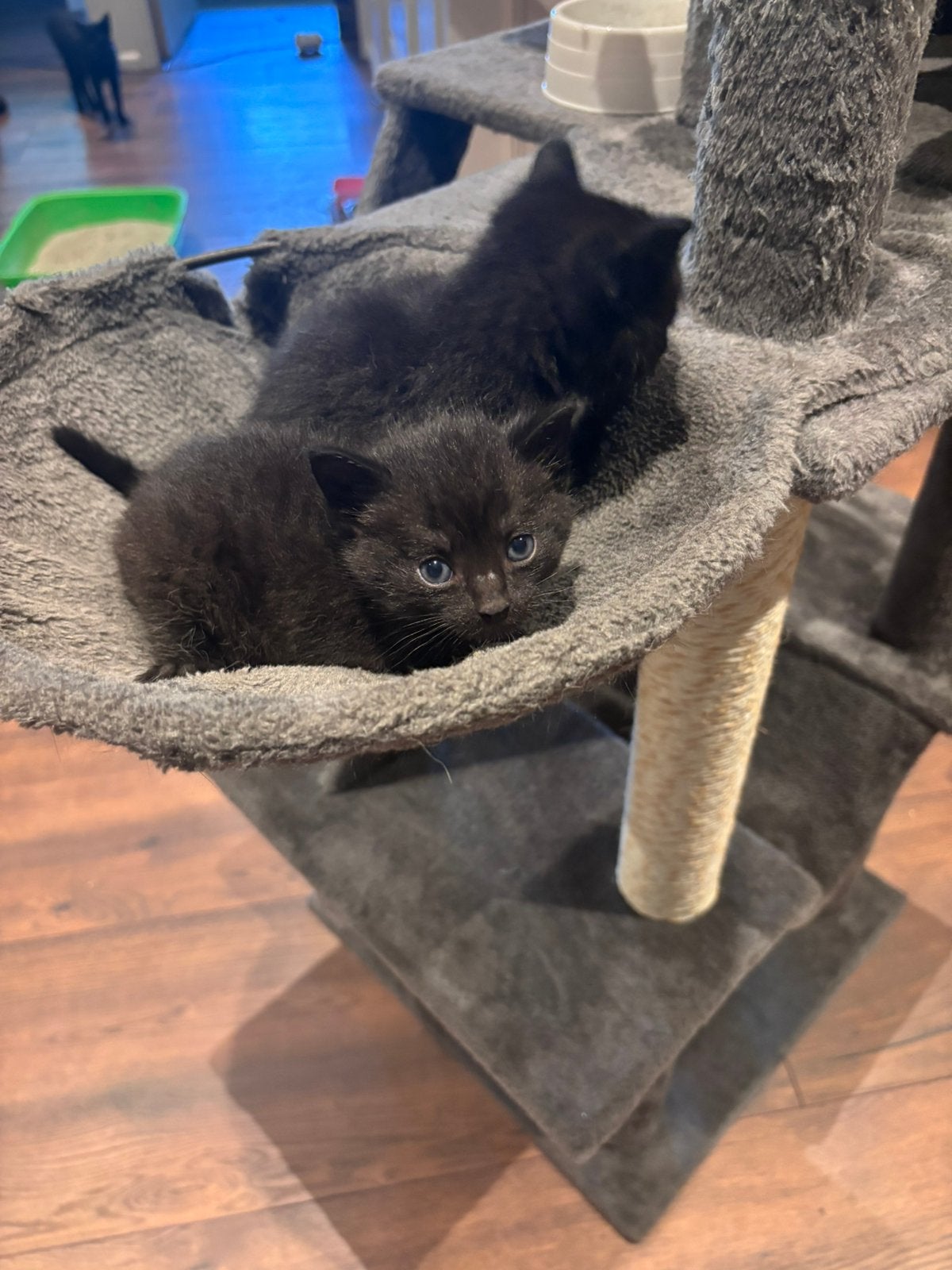 2 prachtige kittens tweeling, Dieren en Toebehoren, Katten en Kittens | Overige Katten, Meerdere dieren