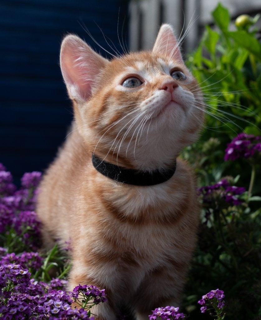 4 Prachtige Rode Kittens Zoeken Een Liefdevol Thuis, Dieren en Toebehoren, Meerdere dieren, Kortharig, 0 tot 2 jaar