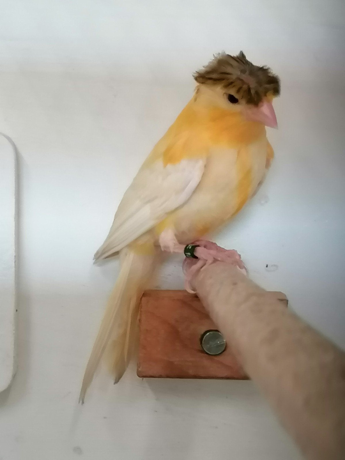 Harlekijn man, Dieren en Toebehoren, Vogels | Kanaries, Mannelijk