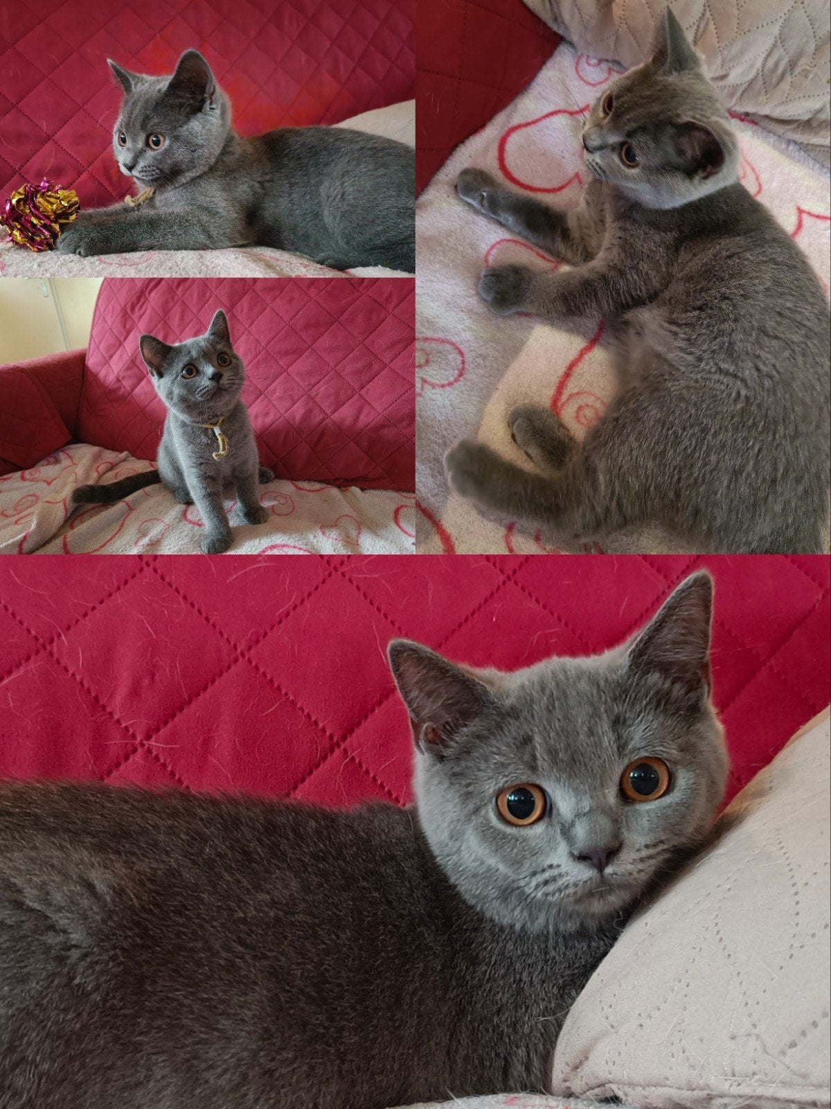 Leuke Britse korthaar kittens, 2x vaccinatie en DA check, Dieren en Toebehoren, Meerdere dieren, Ontwormd, 0 tot 2 jaar