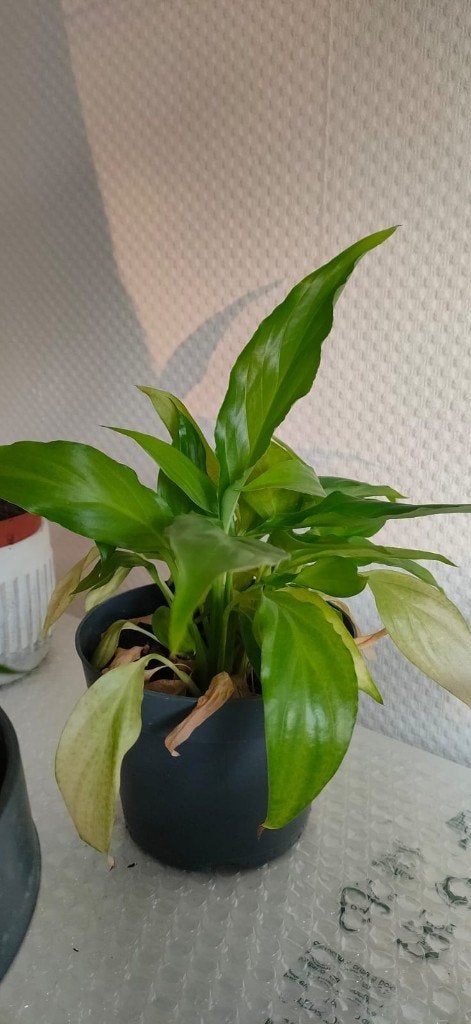 Peace lily plant - healthy, Ophalen of Verzenden, Overige soorten, Halfschaduw
