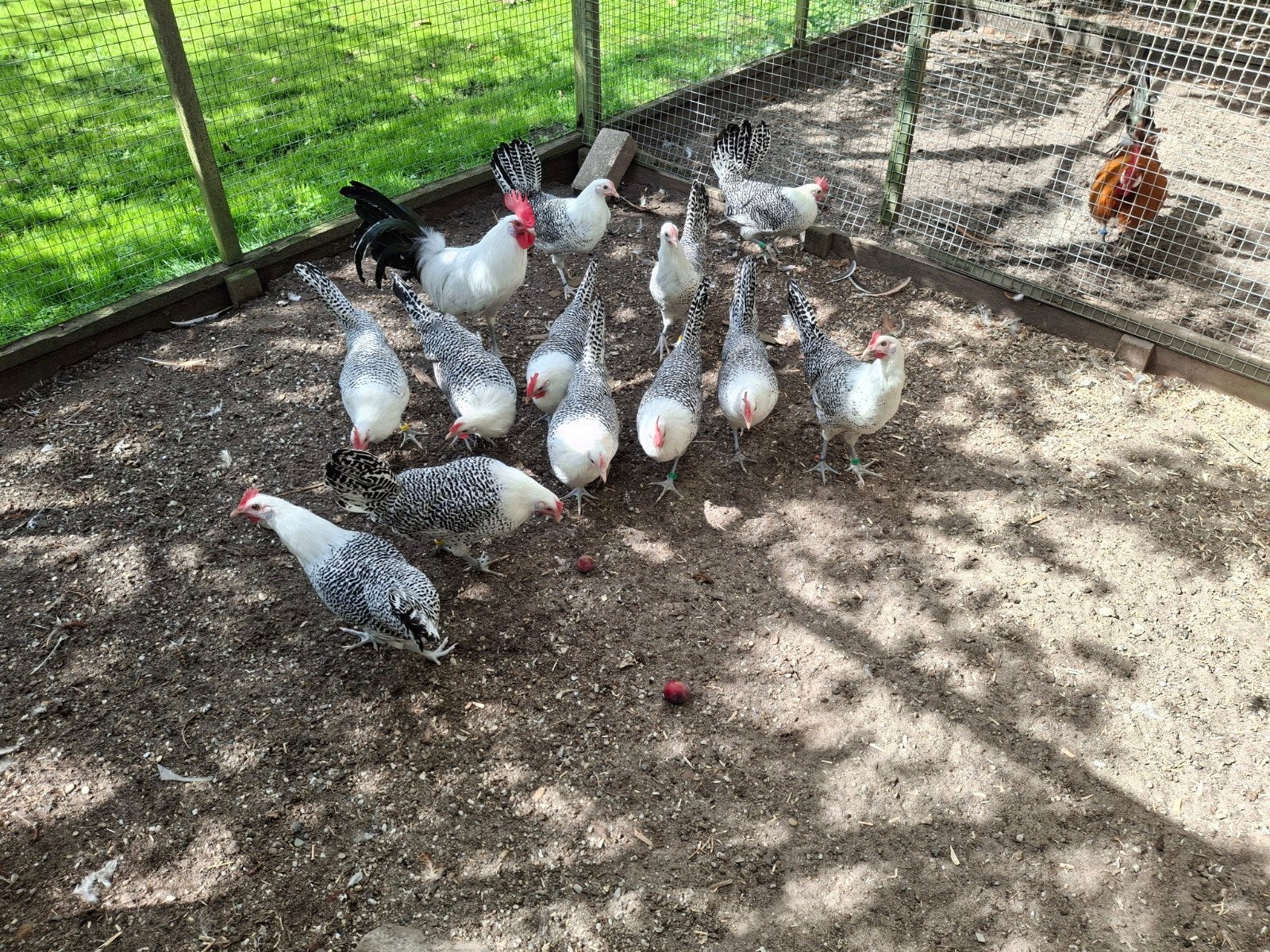 Friese kippen, Fryske hinnen, Dieren en Toebehoren, Pluimvee, Vrouwelijk, Kip
