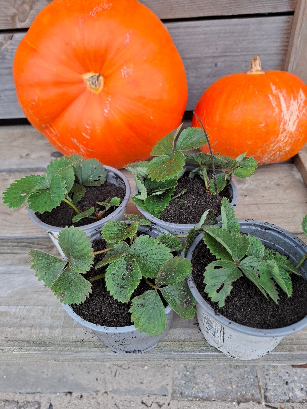 Aardbeiplantjes voor uw tuin, Ophalen, Volle zon, Vaste plant, Fruitplanten