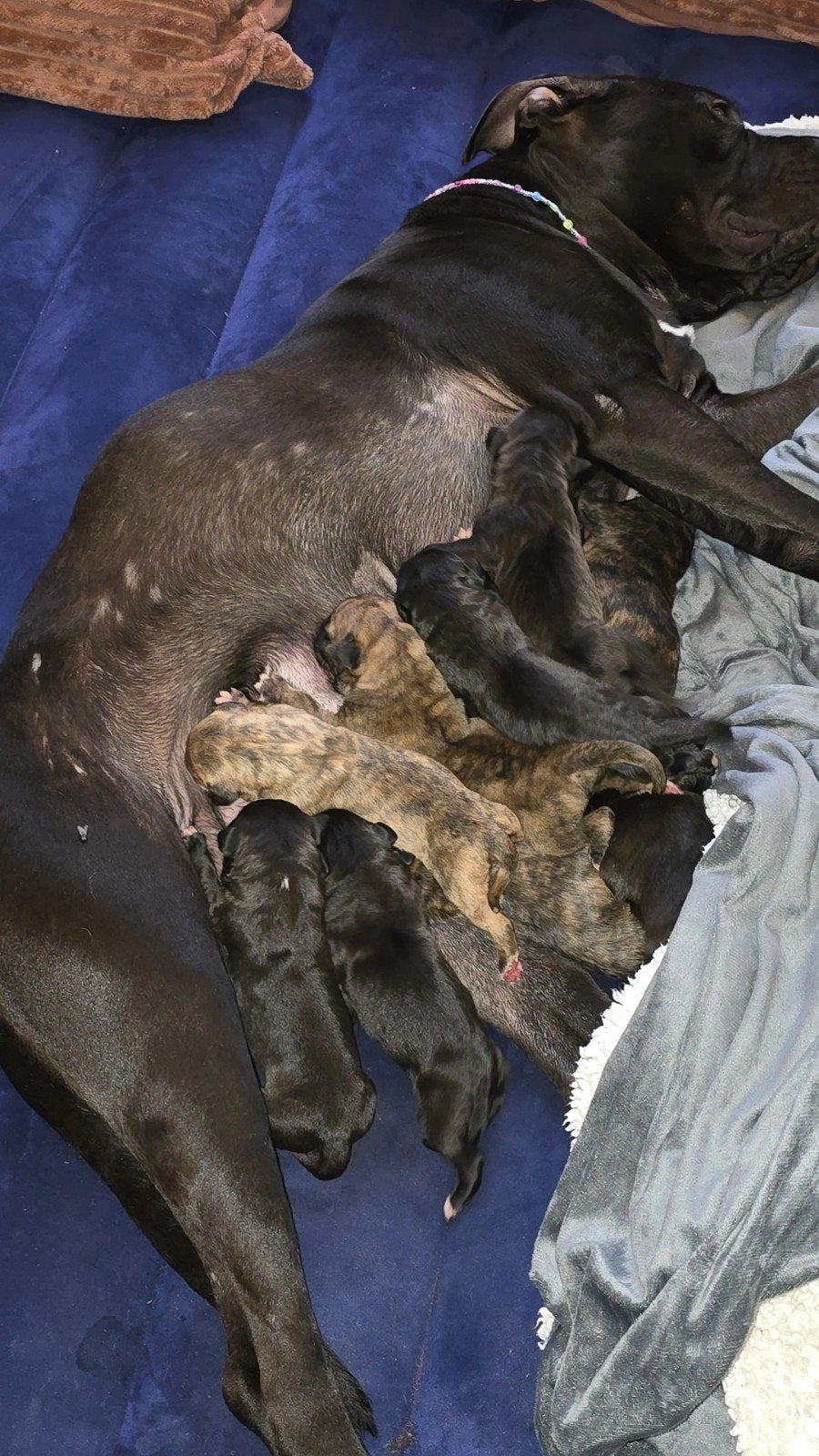 Xxl bully pupps, Overige rassen, 8 tot 15 weken, Parvo, Meerdere