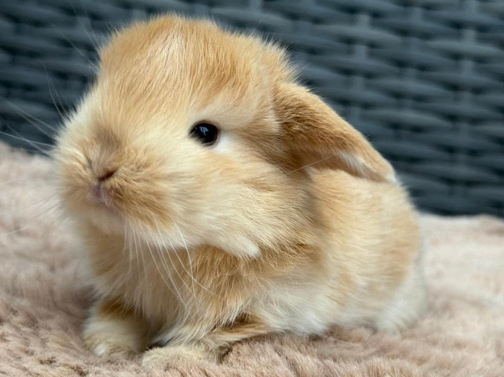 Heel lief & knap jong Hangoordwerg konijntje, rammetje, Meerdere dieren, Dwerg, Hangoor, 0 tot 2 jaar