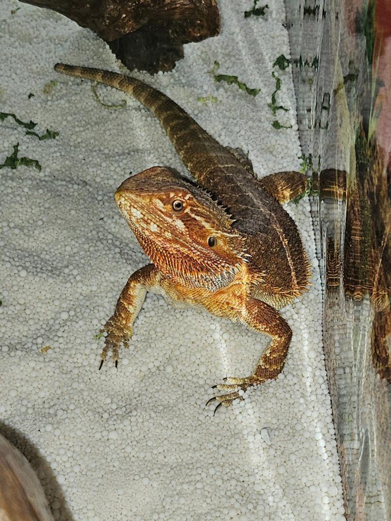 Rode Baardagaam Dame Bearded Dragon - female for sale from Maaike