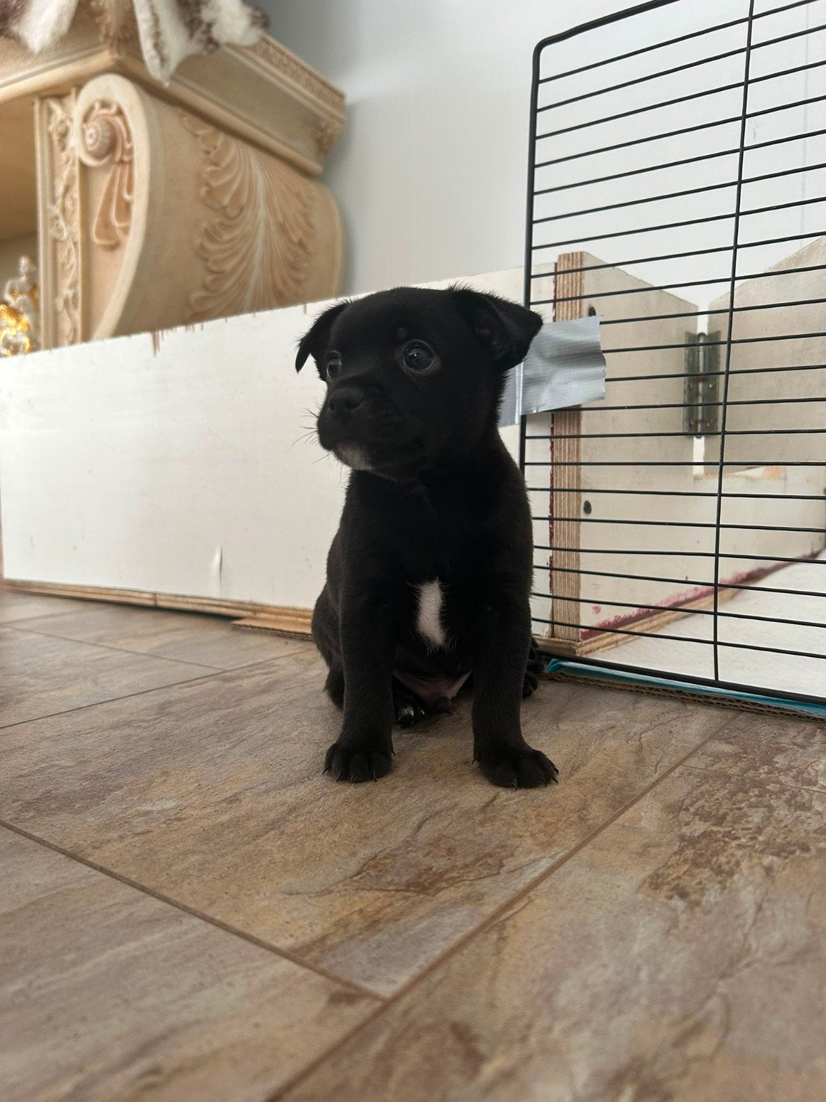 Pup te koop  1 reutje, 8 tot 15 weken, Meerdere, Meerdere dieren, Klein