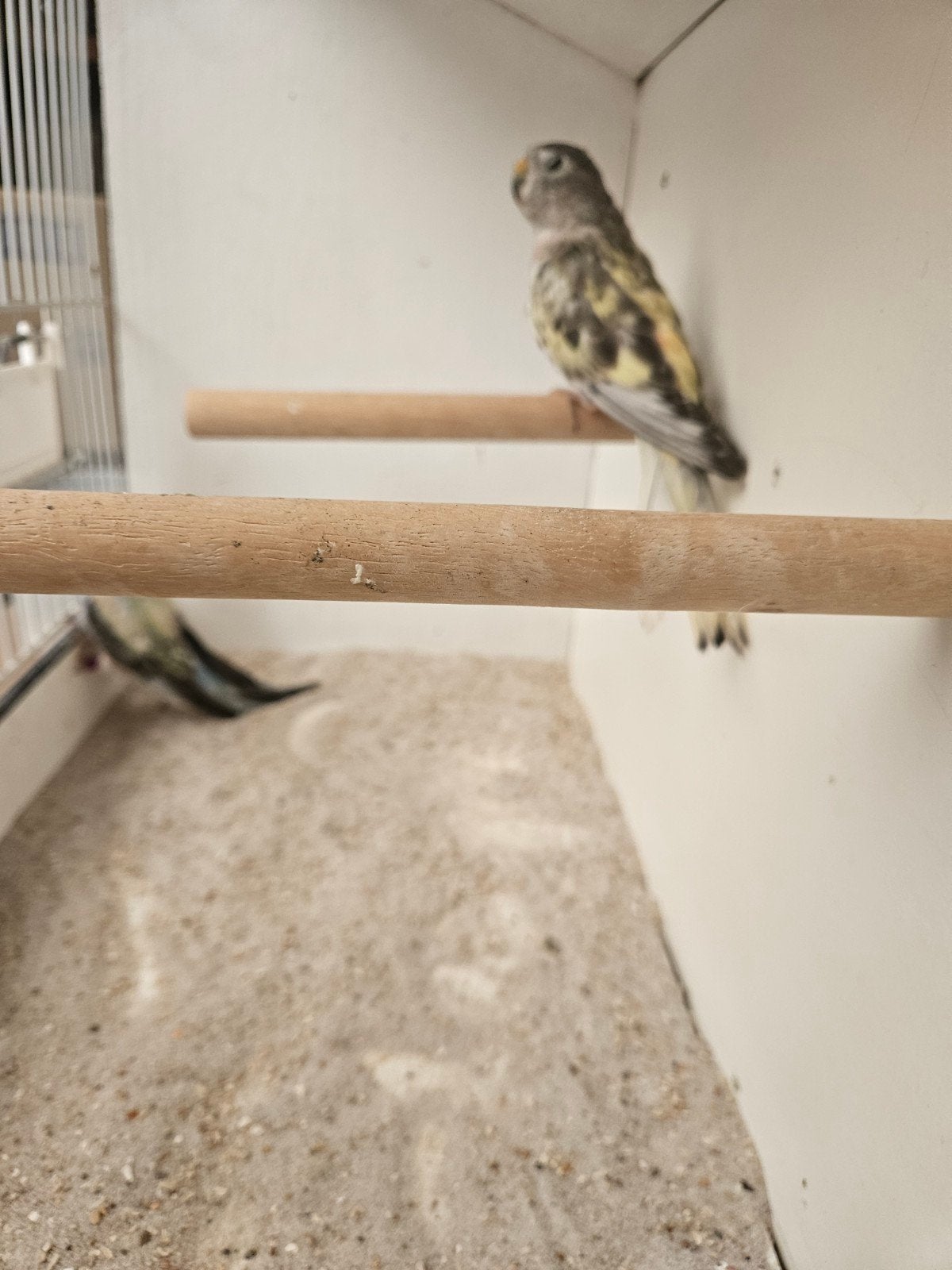 te koop mooi koppel gezoomde opaline, Meerdere dieren, Parkiet