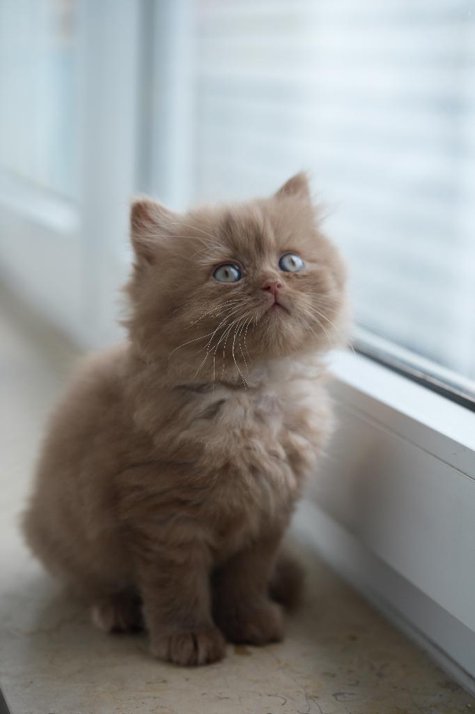 British Shorthair Cinnamon / Nieuw nestje op komst, Poes, Met stamboom, 0 tot 2 jaar