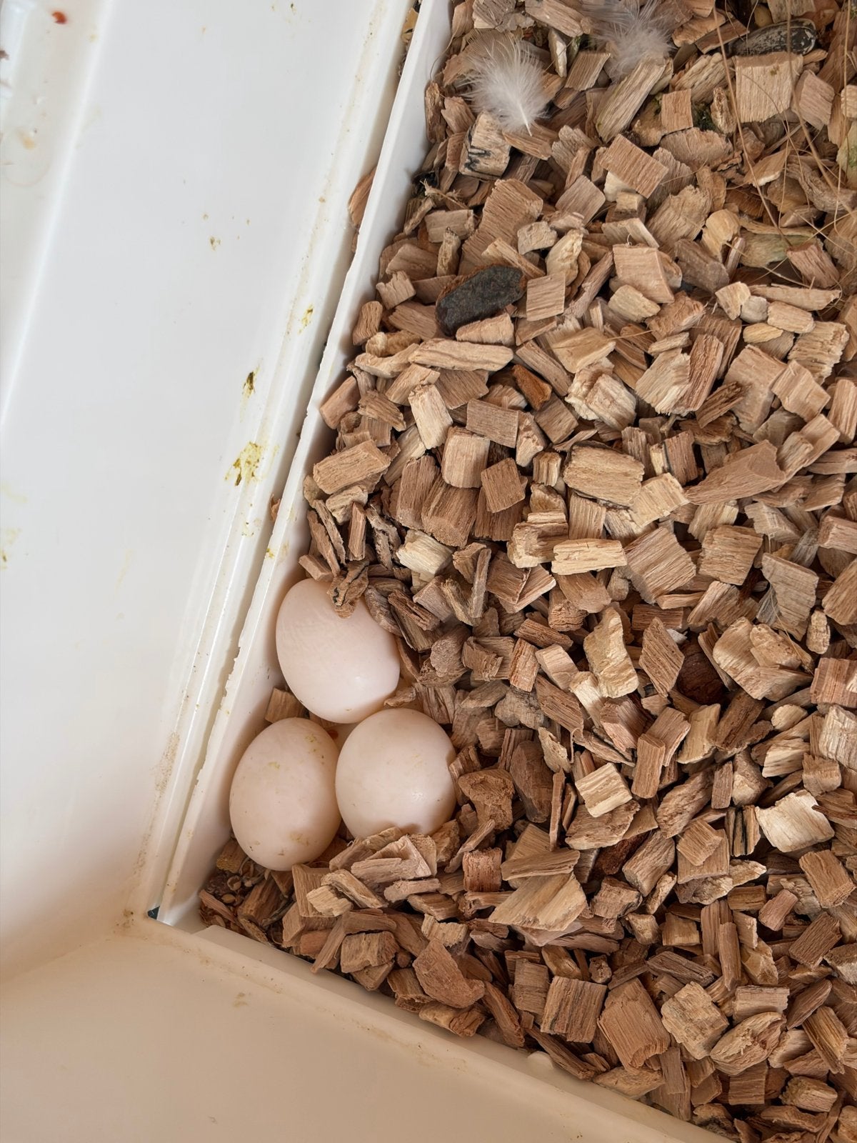 Reserveer jou ei (Valkparkiet), Dieren en Toebehoren, Pluimvee | Toebehoren, Nieuw, Drinken en Voederen, Ophalen of Verzenden