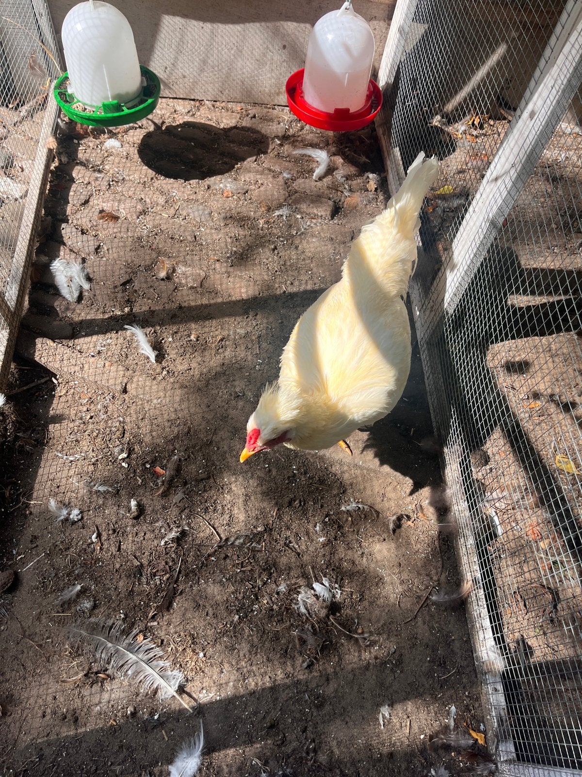 Jonge Schijdelaar haan (gratis), Dieren en Toebehoren, Pluimvee