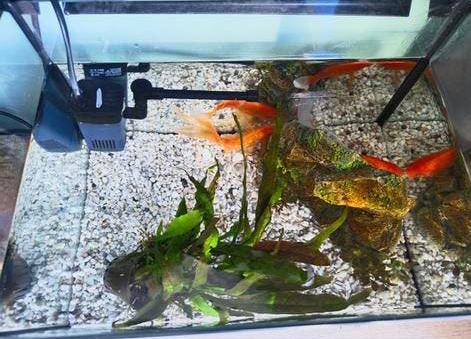 Goudvissen + aquarium 27L, Dieren en Toebehoren, Vissen | Aquariumvissen, Vis