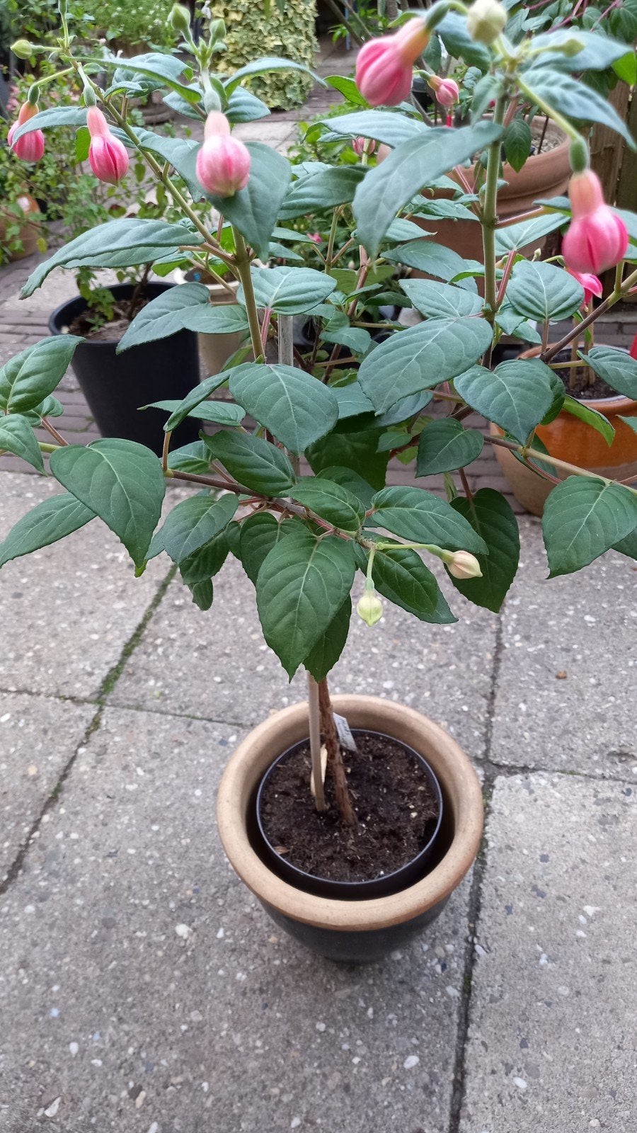 Stam fuchsia, Ophalen, Overige soorten, Volle zon