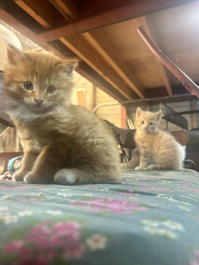 Lieve boerderij kittens, Dieren en Toebehoren, Meerdere dieren, 0 tot 2 jaar