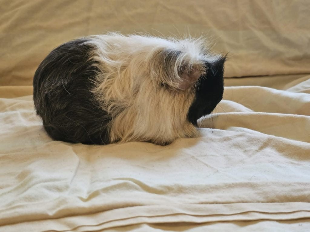 Cavia's, Dieren en Toebehoren, Knaagdieren, Vrouwelijk, Cavia, December