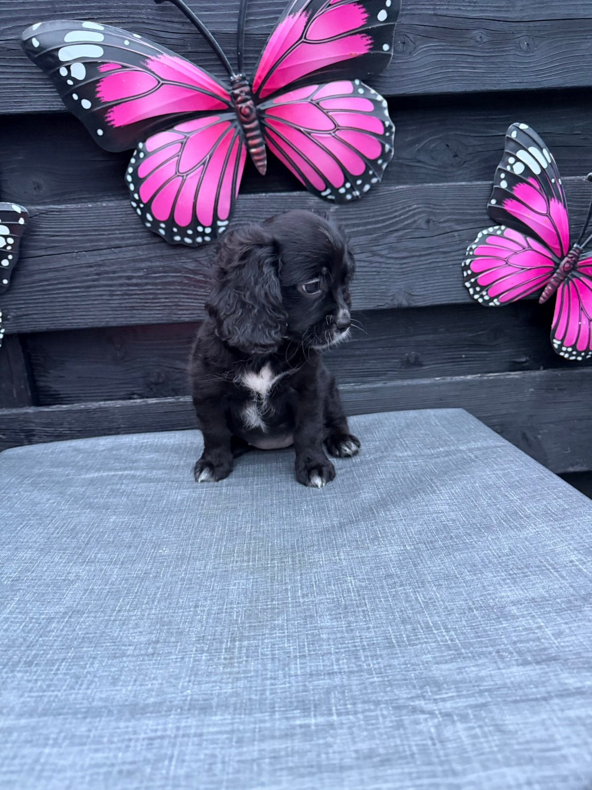 Prachtige lieve sociale pups, Parvo, Overige rassen, 8 tot 15 weken, Meerdere