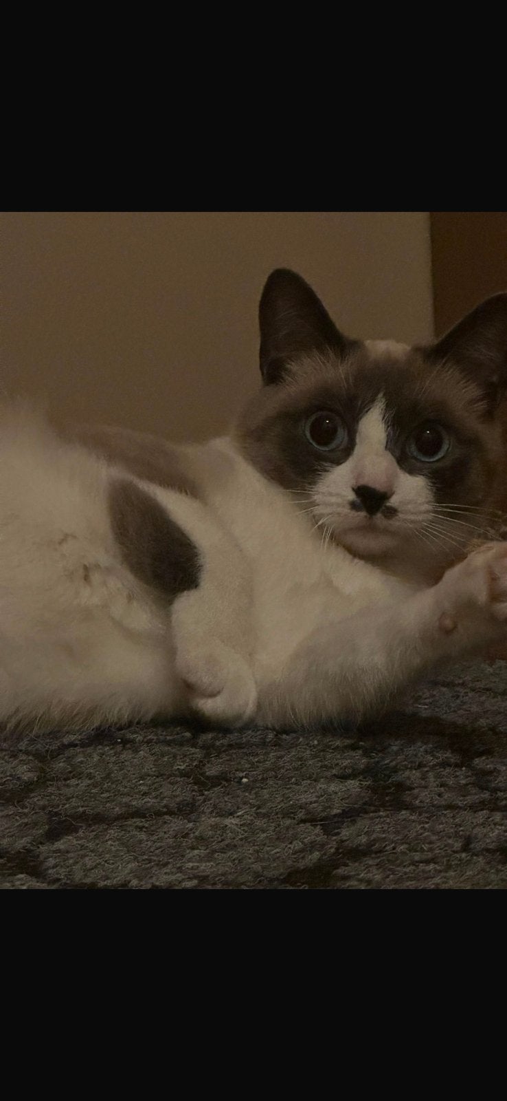 Ragdoll kortharig, Poes