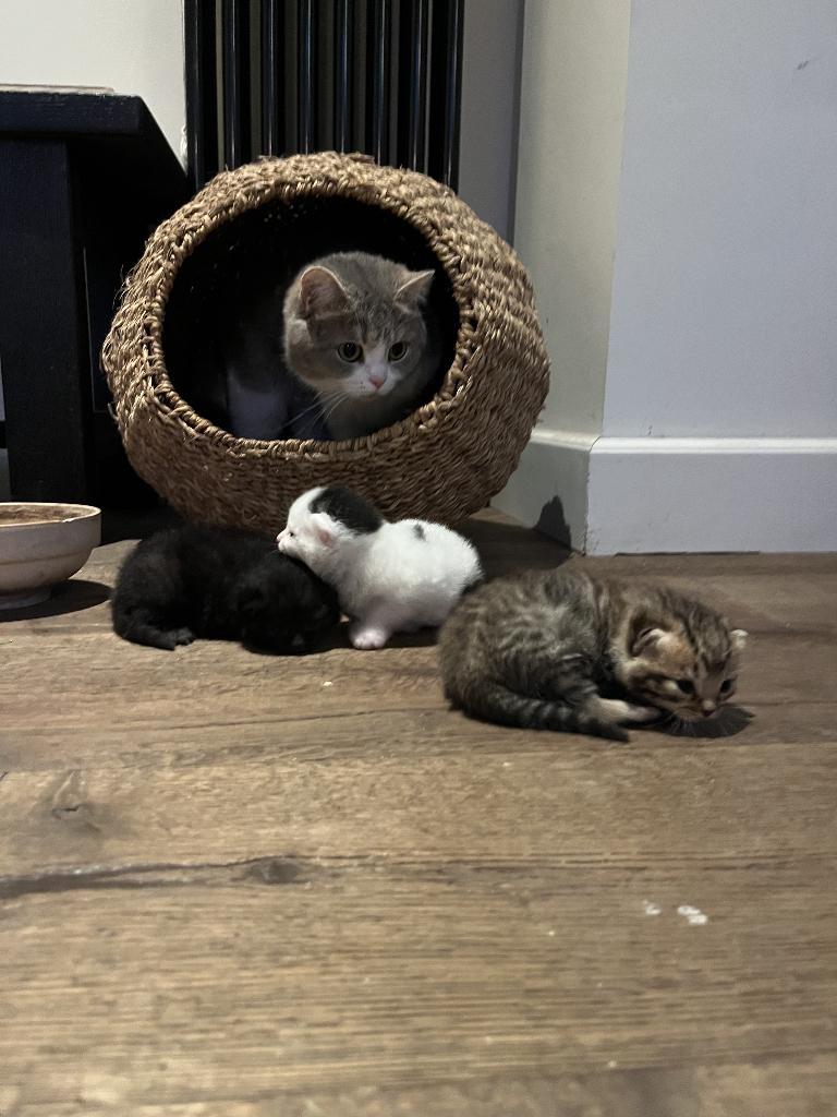 Kittens, Dieren en Toebehoren, Meerdere dieren, Ontwormd