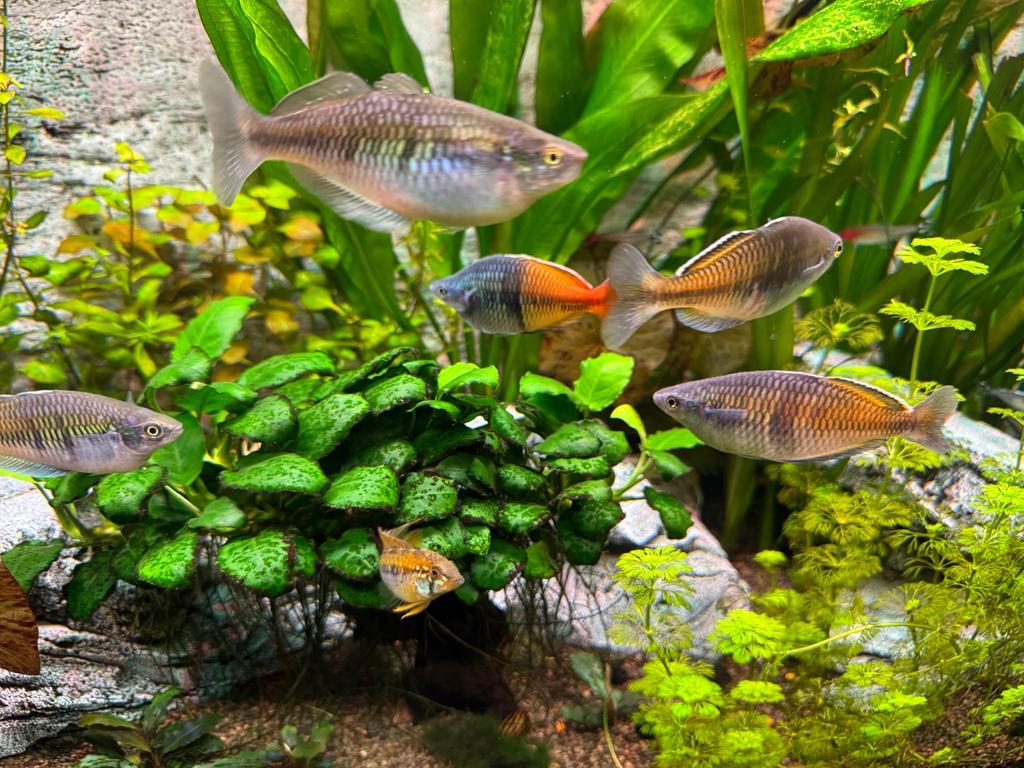 5 grote Melanotaenia boesemani: Boesemans regenboogvis, Dieren en Toebehoren, Vis