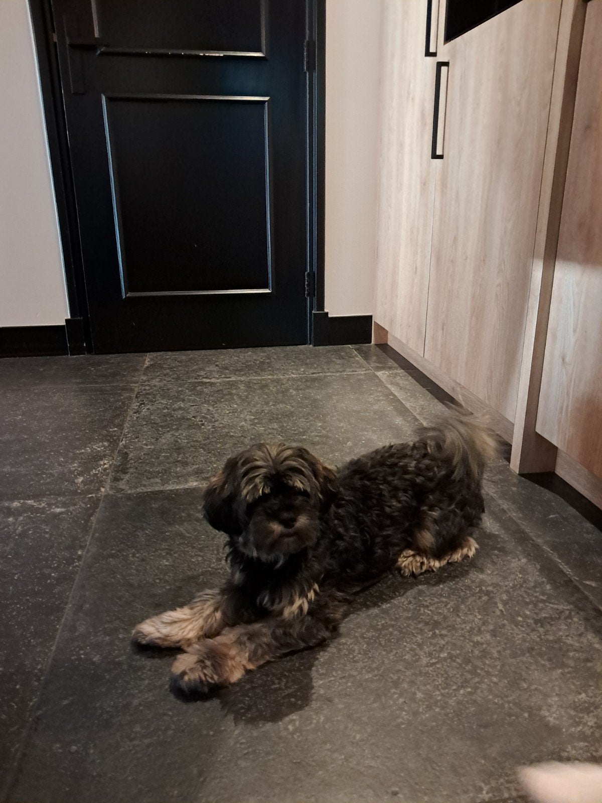 Fijn thuis gezocht voor onze lieve Senna, Dieren en Toebehoren, Honden | Niet-rashonden, Teef, Eén hond, Klein, 3 tot 5 jaar