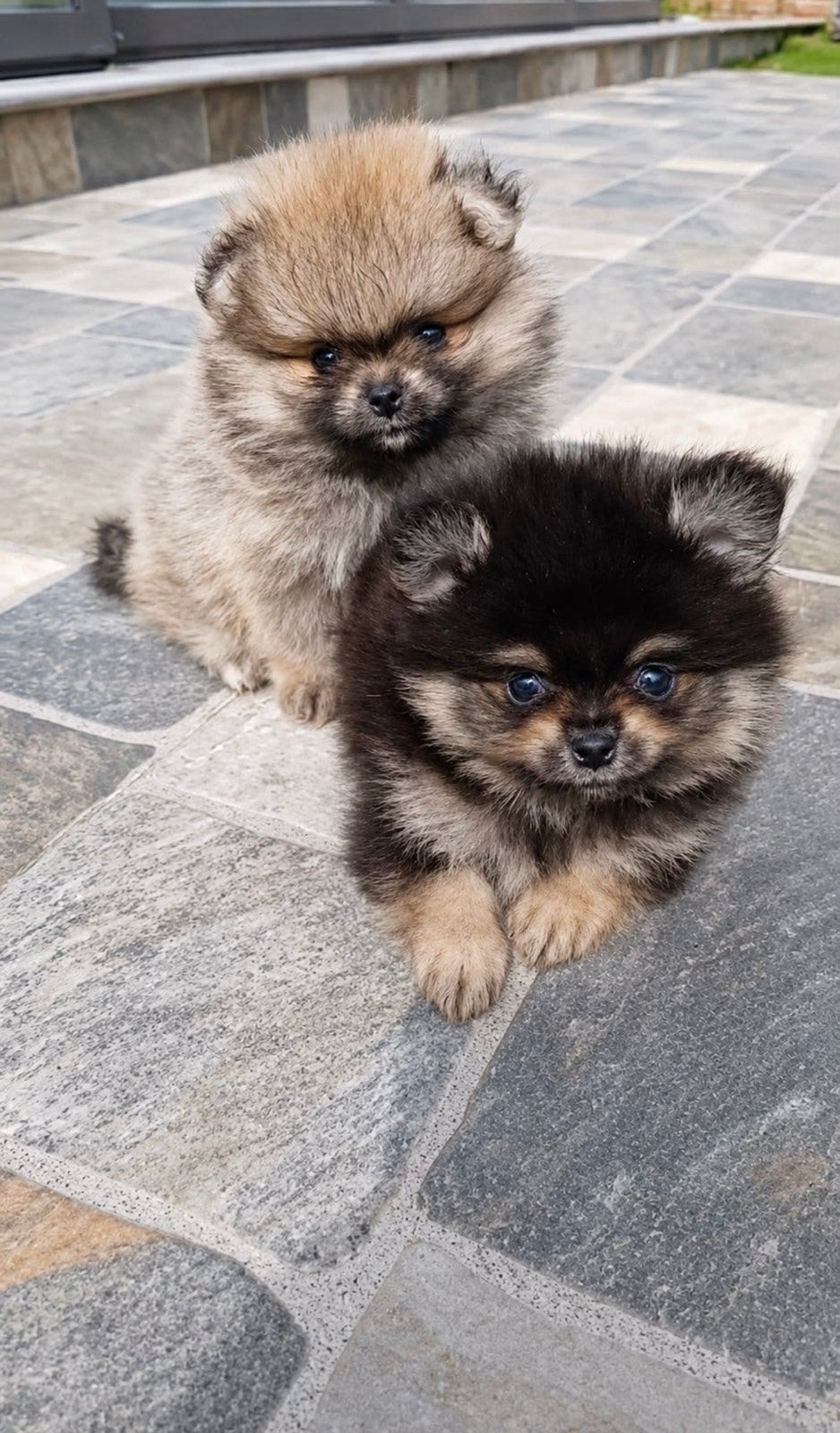 Pomeranian | Pomeriaan | Reu | FCI | Stamboom, Dieren en Toebehoren, Honden | Poolhonden, Keeshonden en Oertypen, Particulier