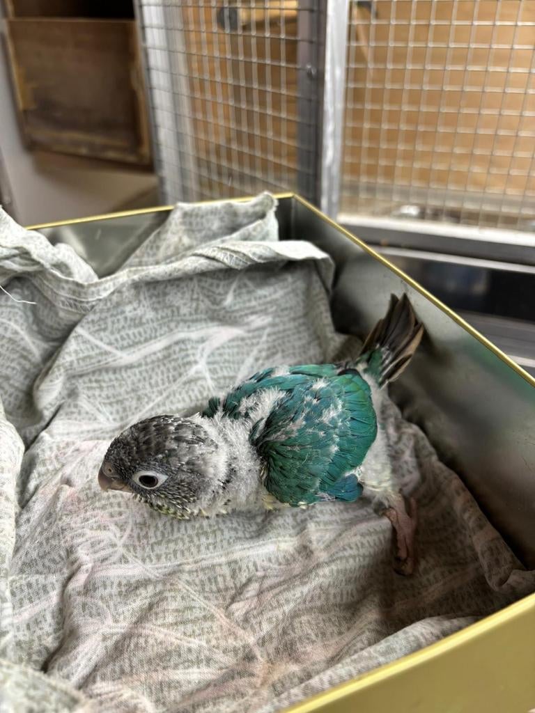 2 x handtamme pyrrhura’s, Dieren en Toebehoren, Meerdere dieren, Parkiet
