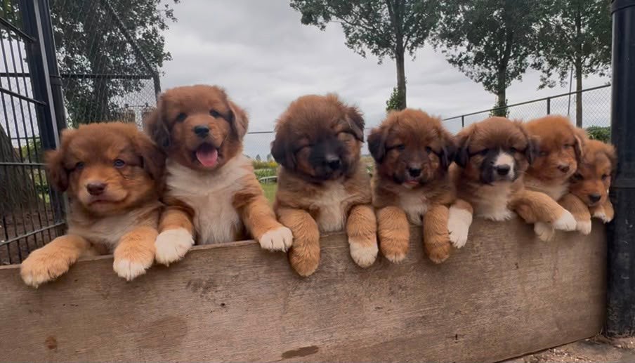 Toller (nova scotia duck tolling retriever  x aussie pup, Parvo, 8 tot 15 weken, Meerdere, Nederland