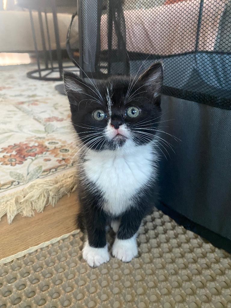 Lieve kittens te koop, Meerdere dieren, Ontwormd