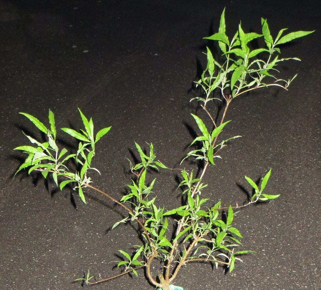 Nog kleine buddleia ofwel vlinderstruik. Paars. Zonder gif, Ophalen, Vlinderstruik, Struik, Minder dan 100 cm