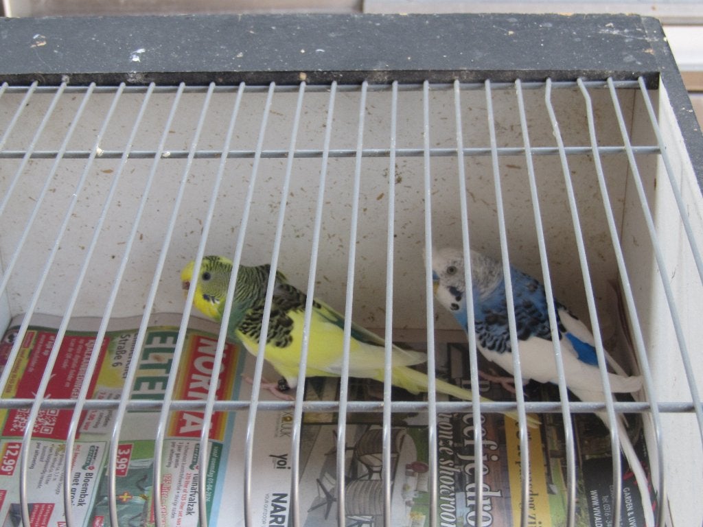 parkieten, Meerdere dieren, Parkiet, Geringd