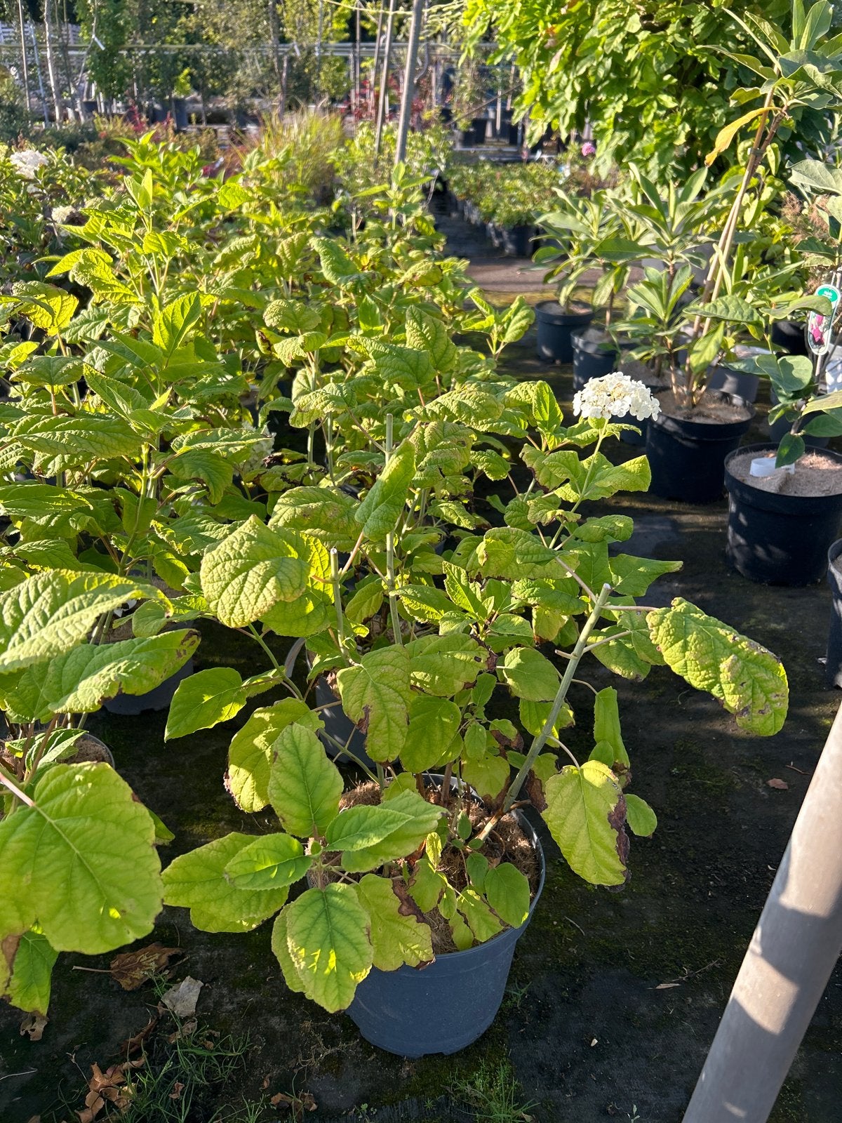 Hortensia 'Annabelle' in 3 liter pot, Vaste plant, Halfschaduw, Zomer, Ophalen