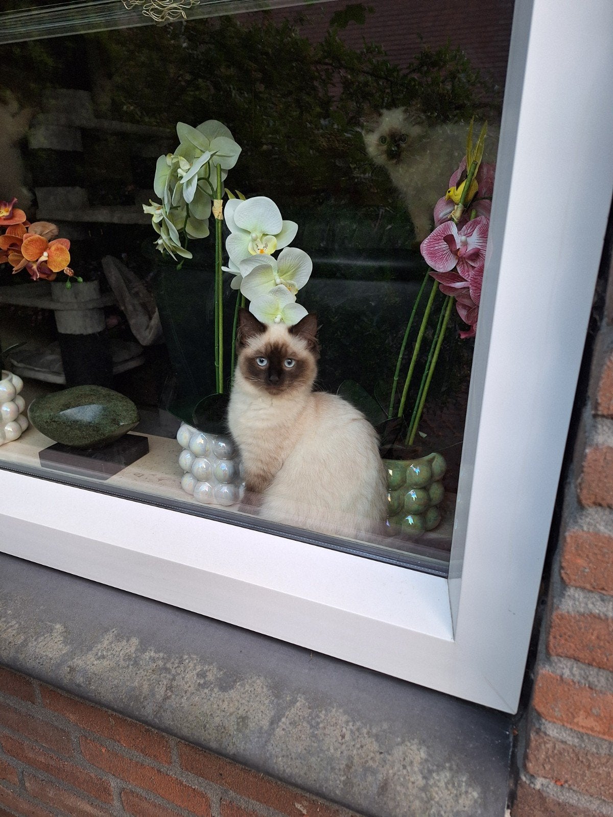Ragdoll kittens met stamboom, Meerdere dieren, Met stamboom, 0 tot 2 jaar