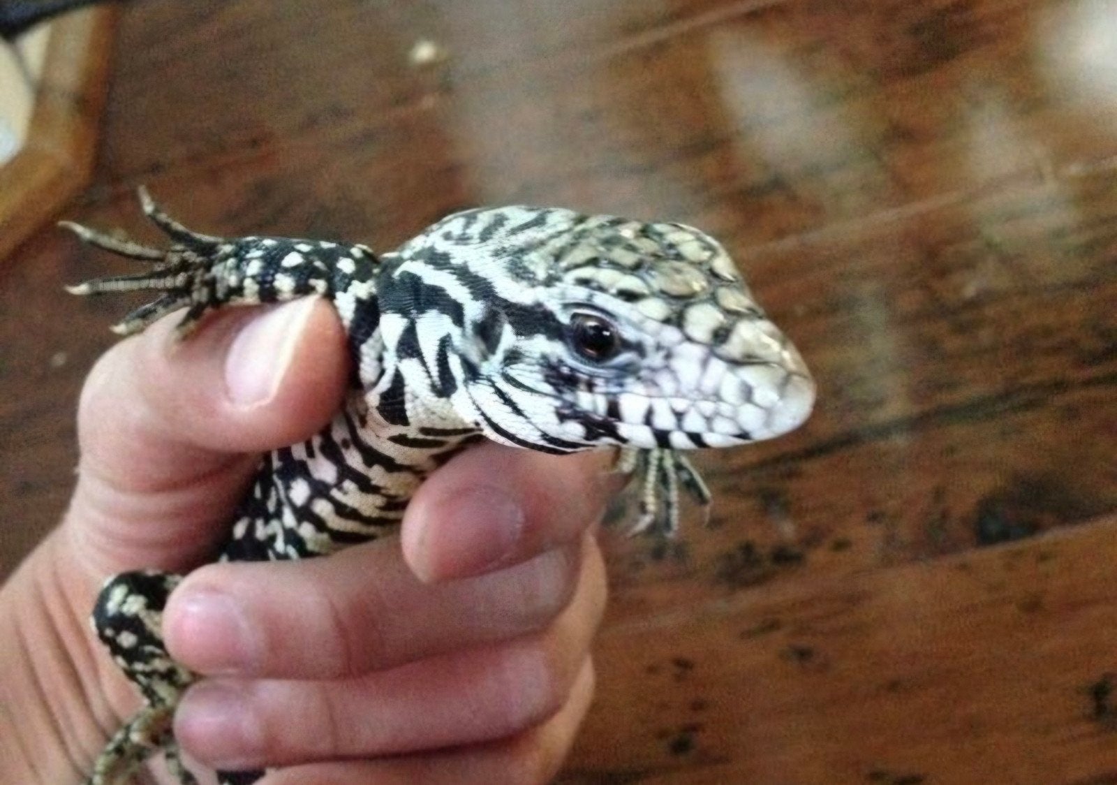 Jonge Argentijnse Tegu Te Koop/Te Ruil, Hagedis, 0 tot 2 jaar