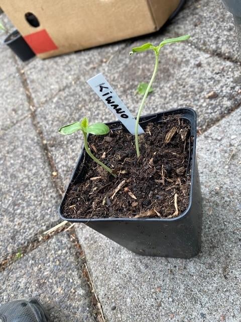 Kiwano kiemplantjes, Ophalen, Eenjarig, Fruitplanten, Volle zon
