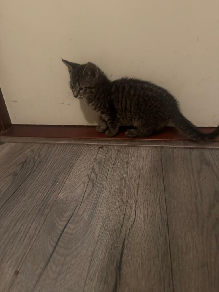 Europese korthaar kittens., Meerdere dieren, Kortharig, 0 tot 2 jaar