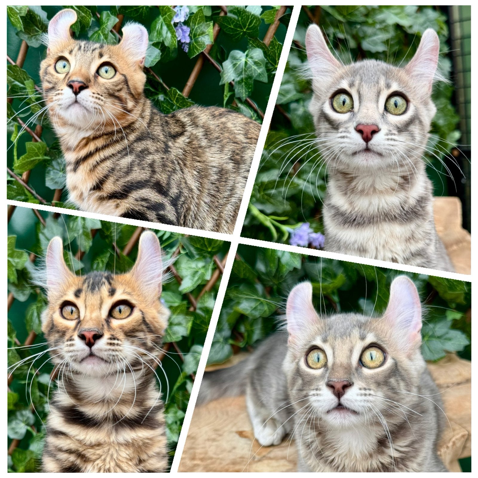 American curl kittens | fantastisch karakter | stamboom, Meerdere dieren