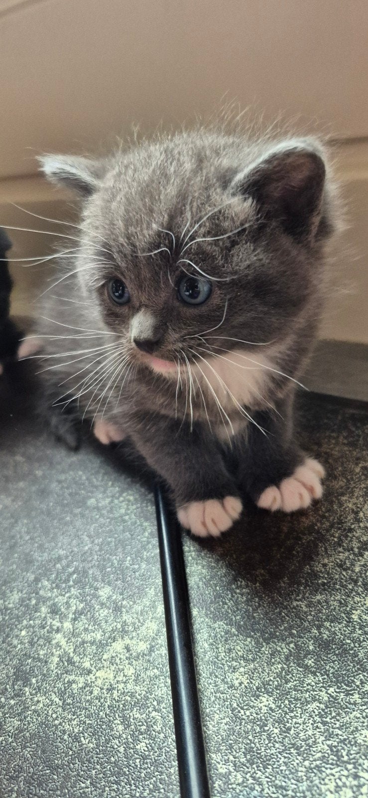 gave kruising ragdoll kittens!, Dieren en Toebehoren, Katten en Kittens | Overige Katten, Meerdere dieren, Langharig, 0 tot 2 jaar
