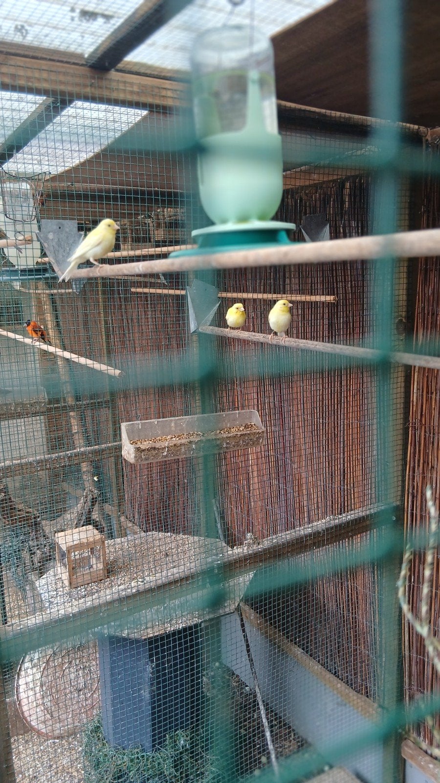 raza kanarie 2 mannen, Dieren en Toebehoren, Vogels | Kanaries, Mannelijk, Zangkanarie