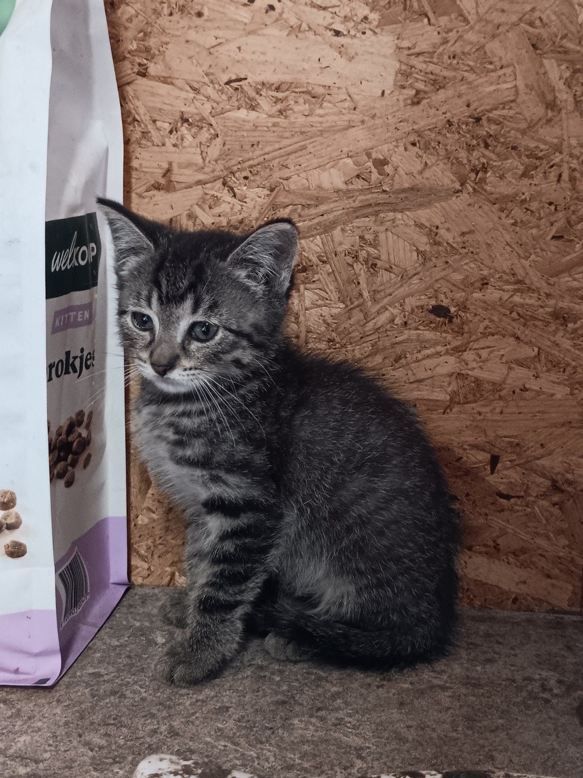 2 jonge kittens te koop, Poes