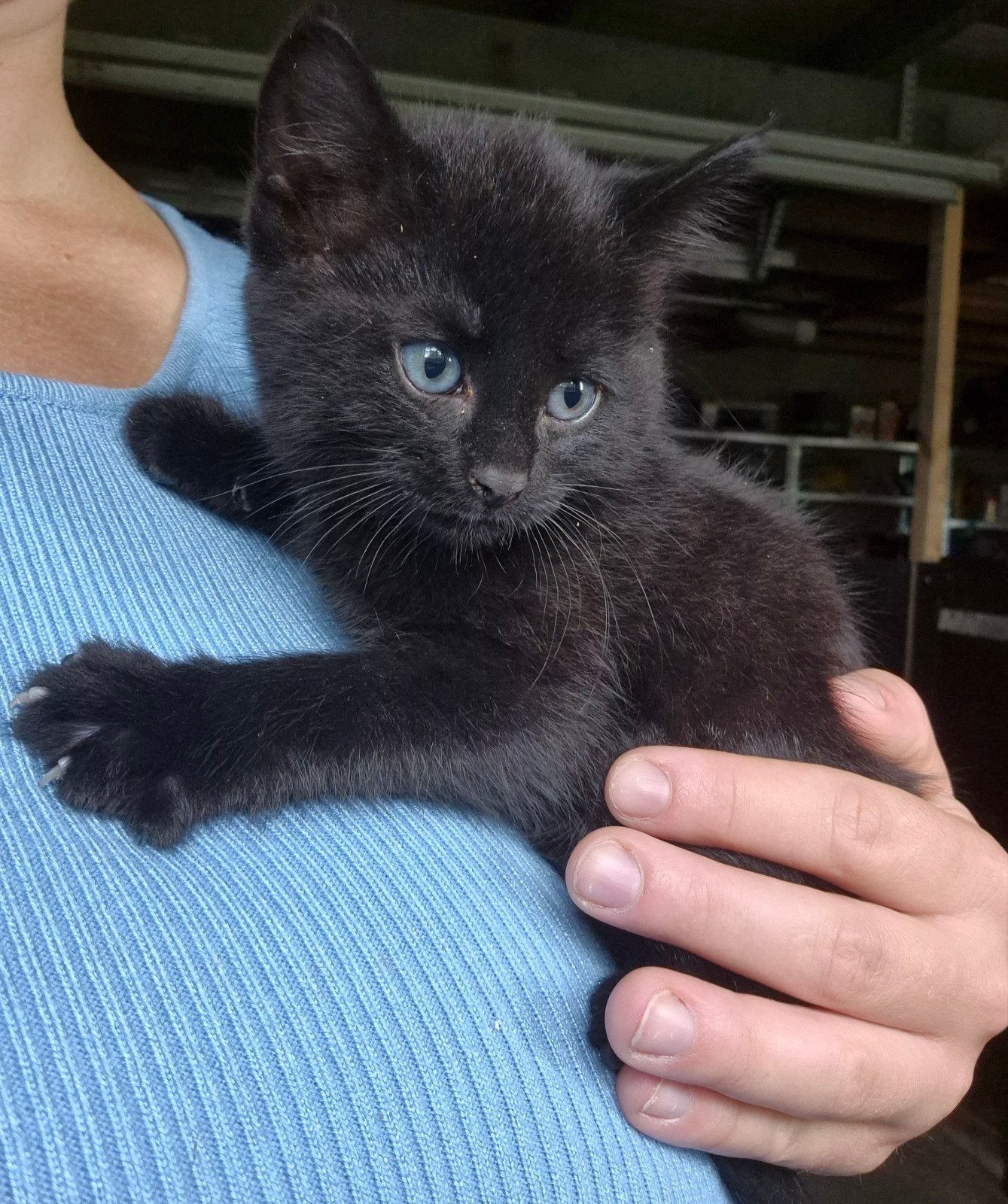Kruising noorse boskat langharige kittens, Meerdere dieren, Langharig, 0 tot 2 jaar