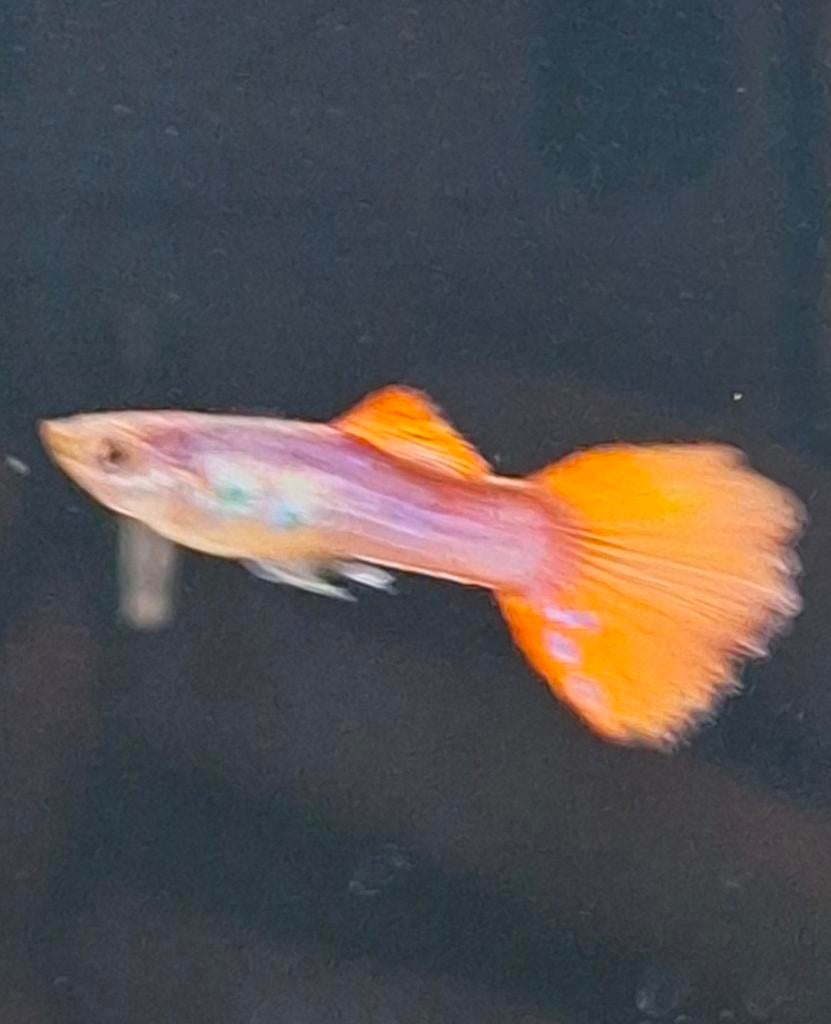 Hele mooie pauwoog opaline guppen tekoop, Dieren en Toebehoren