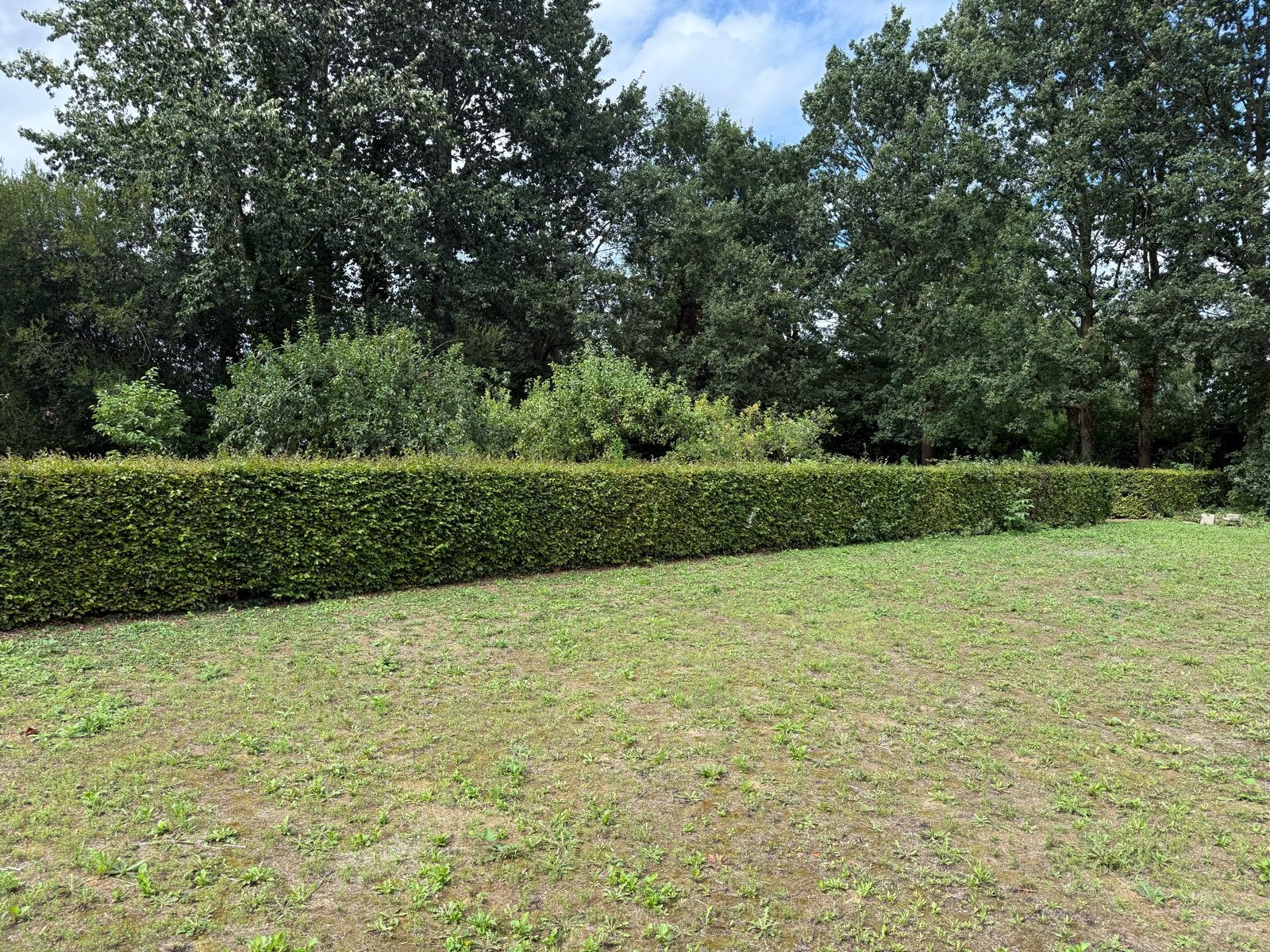 Beukenhaag - Mooie, volle haag voor uw tuin ca 93m1, Tuin en Terras, Planten | Struiken en Hagen, Ophalen, Beukenhaag, Haag, 100 tot 250 cm