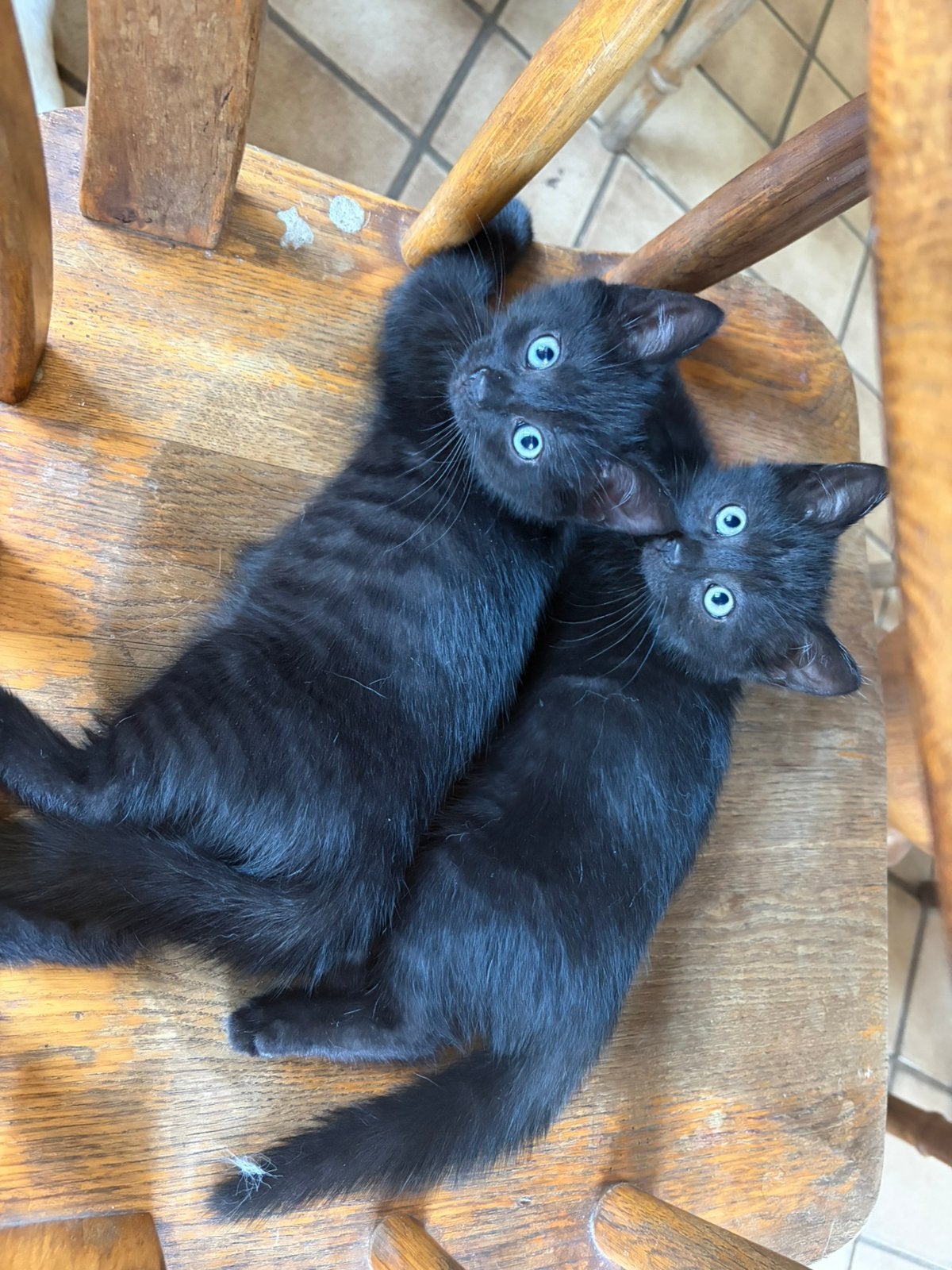 Super lieve zwarte ragdoll kittens, Dieren en Toebehoren, Meerdere dieren, Ontwormd