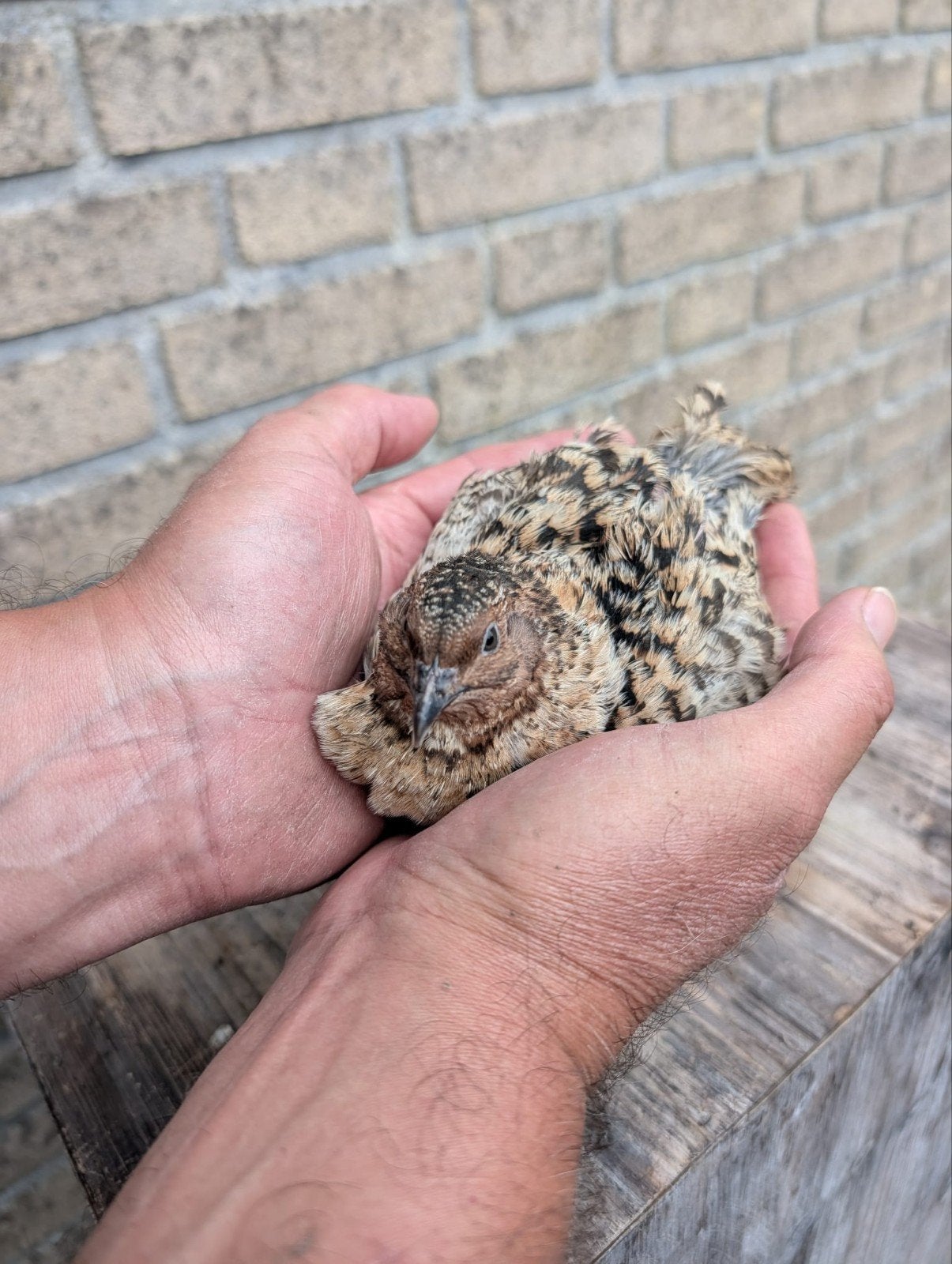 japanse kwartel, Dieren en Toebehoren, Pluimvee, Mannelijk, Overige soorten