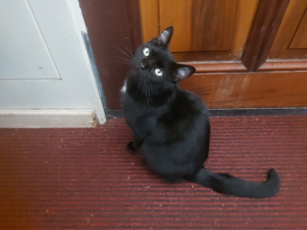 Kater Jazzy, Kater, Kortharig, 3 tot 5 jaar